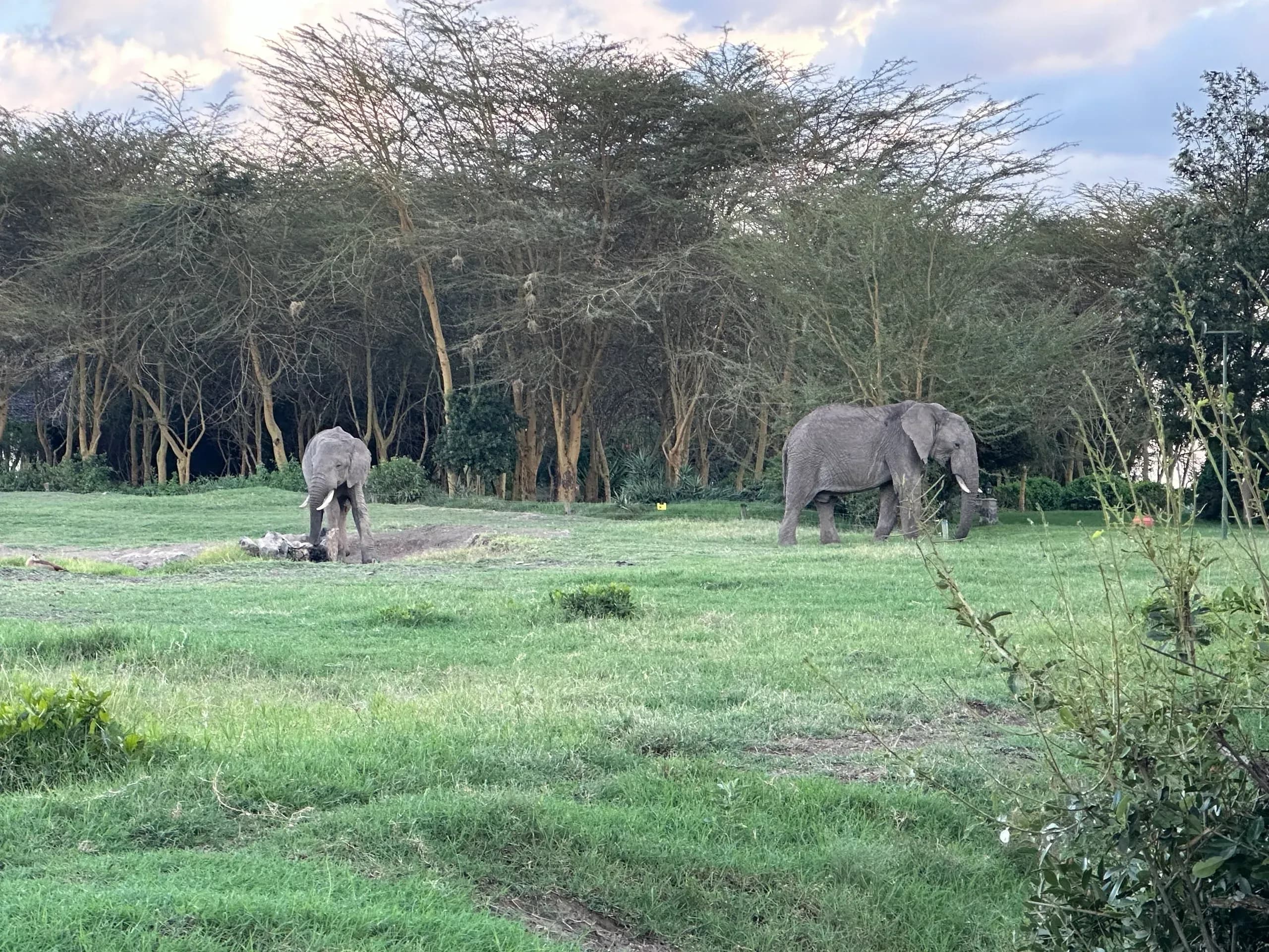 Majestic Elephant Encounter