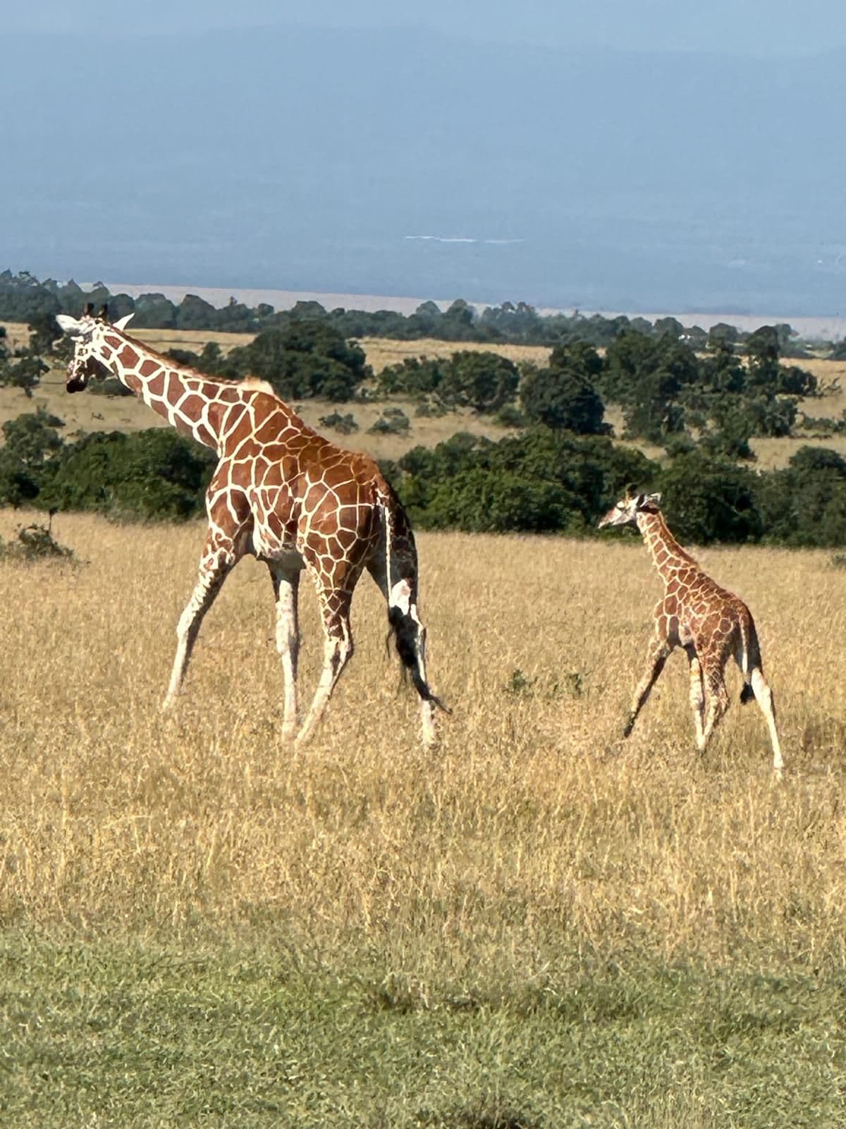 SWEETWATERS, OL PEJETA 3