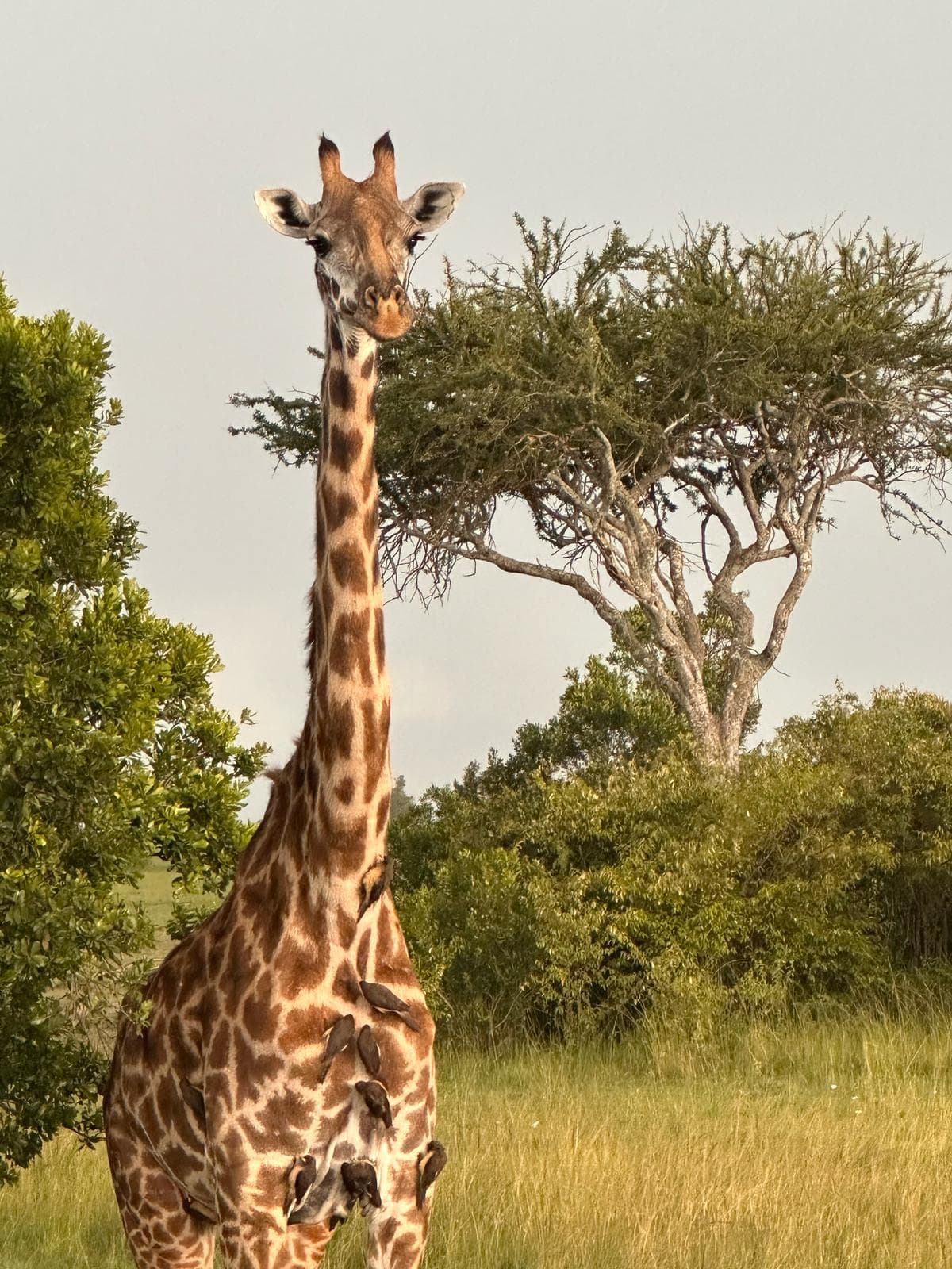 SWEETWATERS, OL PEJETA 3